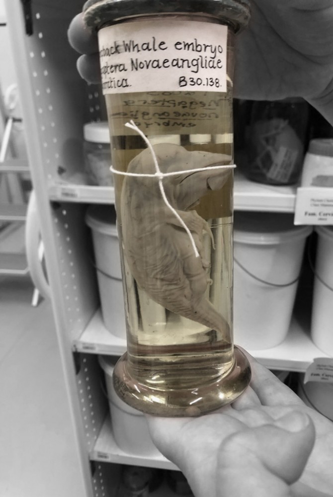 A lost world | Whale embryo
humpback whale (Megaptera novaeangliae)
Otago Museum, Dunedin