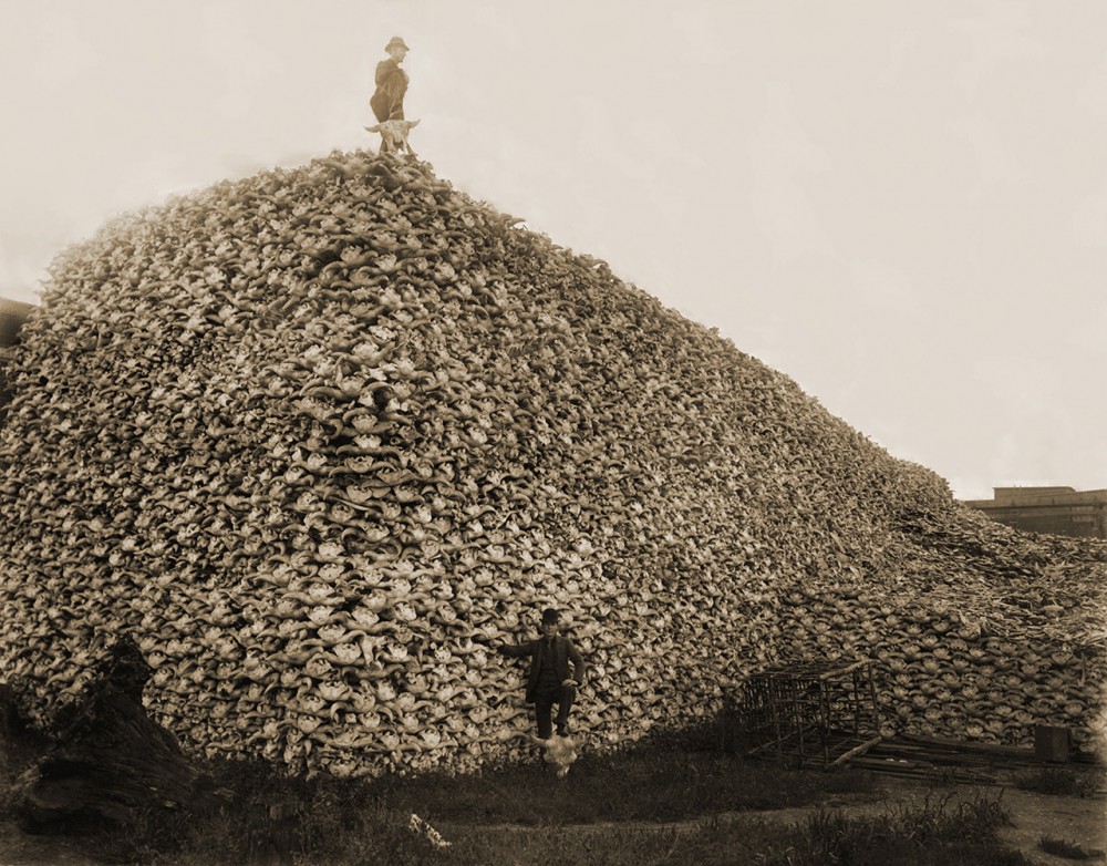 Bone hunters | Photograph (a pile of American bison skulls waiting to be ground for fertilizer)
Burton Historical Collection, Detroit Public Library
Author  Unknown