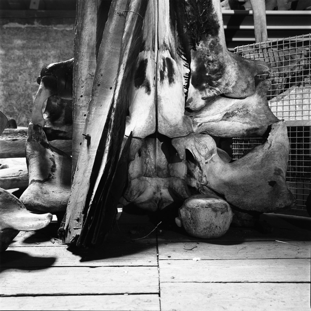 Ainsi les pierres fanent ? | Ainsi les pierres fanent?
Vincent Chevillon
Photographie sur dibond encadrée dans une caisse américaine peinte,
impression jet d’encre pigmentaire
sur papier Fine Art Ultrasmooth Hahnemühle,
84 x 84 x 2,8 cm