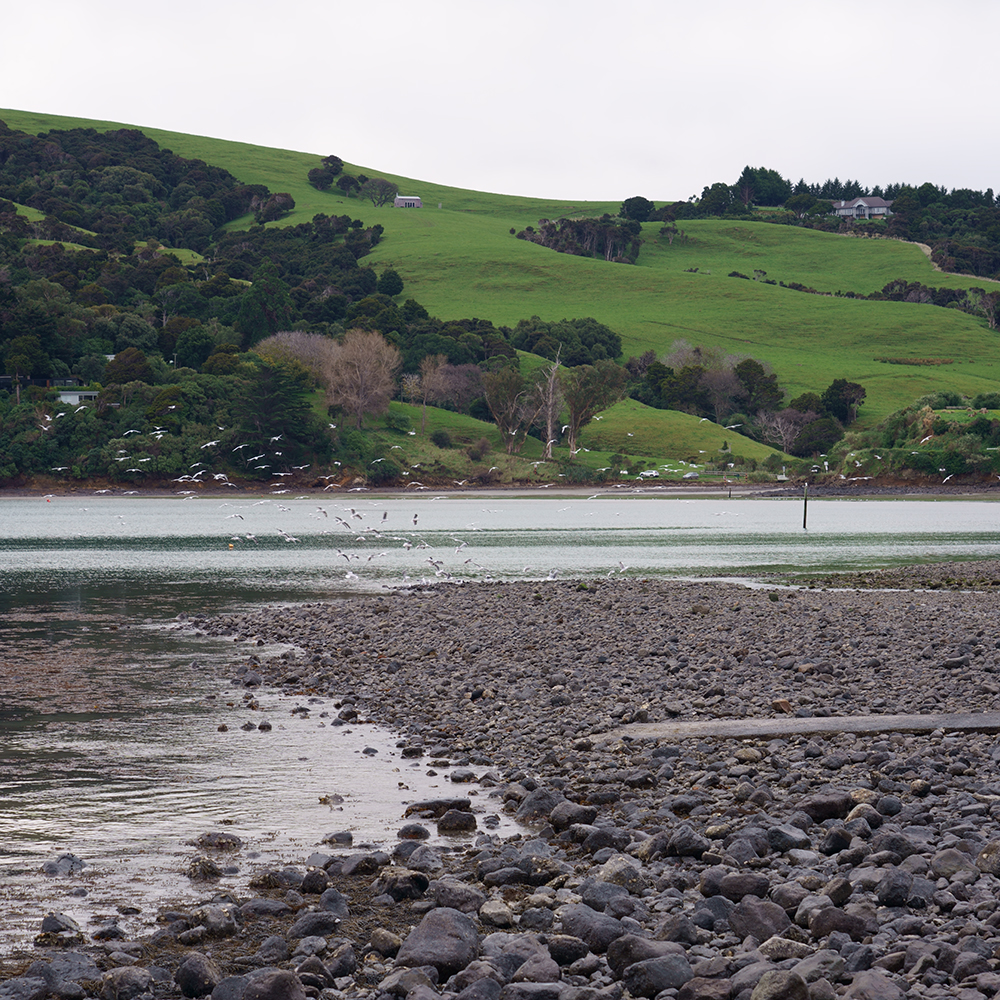 Akaroa | Berardius arnuxii
1846
Akaroa