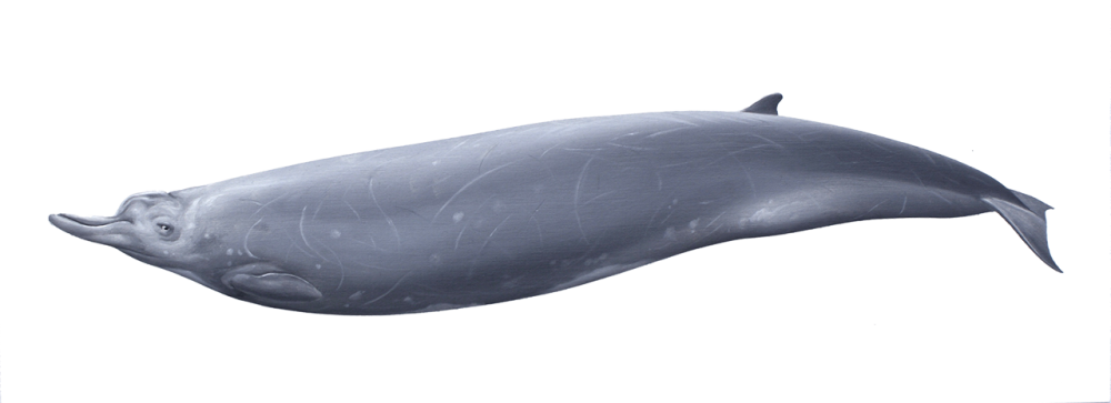 Arnoux's beaked whale | Kingdom:    Animalia
Phylum: Chordata
Class:  Mammalia
Order:  Artiodactyla
Infraorder: Cetacea
Family: Ziphiidae
Genus:  Berardius
Species:    B. arnuxii