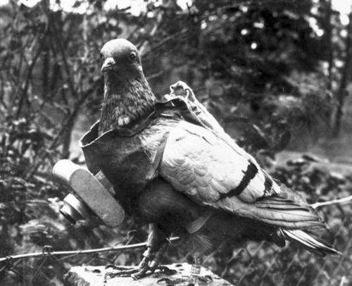 Avant le drone | Pendant la Première Guerre mondiale, plus de 30 000 pigeons sont utilisés par les armées françaises. Ils sont d'une fiabilité totale sur les courtes distances qu'ils doivent parcourir. Ils accomplissent leurs missions malgré les bombardements, la fumée, les projectiles, la brume et la poussière, alors que les liaisons téléphoniques sont constamment interrompues, que les estafettes sont retardées par les obstacles et les signaux optiques sont inopérants...
Une autre activité a été confiée aux pigeons, celle de prendre des photos des dispositifs ennemis grâce à des appareils légers à déclenchement automatique fixés sur leur poitrine. Certains ont rapporté des clichés magnifiques et du plus grand intérêt opérationnel.
(source : https://j28ro.blogspot.com/2012/03/la-colombophilie-au-8rg.html)