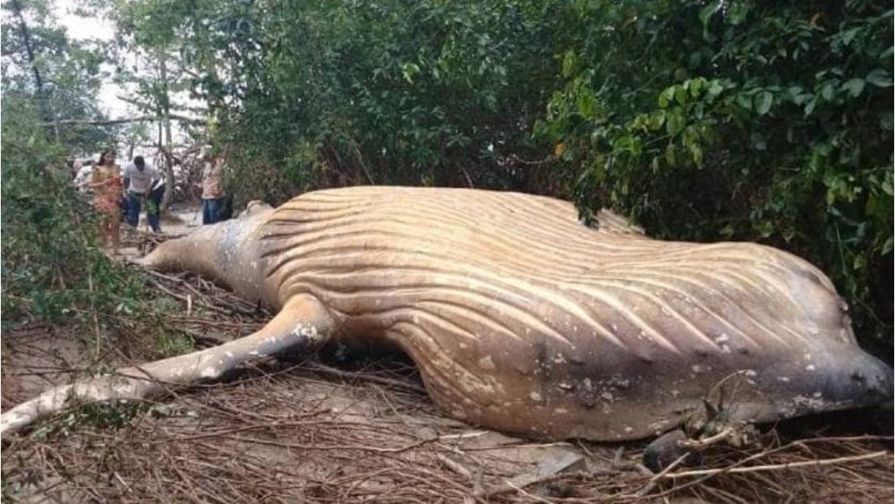 Baleine échouée en Amazonie | Baleine à bosse échouée à l'embouchure de l'Amazone,
Soure, île de Marajo, Brésil,
26 février 2019