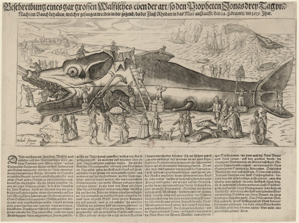 Baleine prise en Méditérrannée | Baleine prise en Méditérrannée le 14 février 1619
Frommer, Michael
Estampe