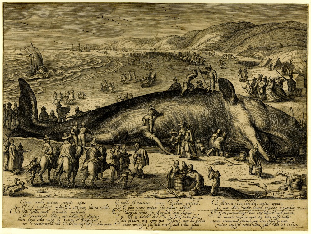 Beached Whale in the Vicinity of Katwijk | Jacob Matham
Beached Whale in the Vicinity of Katwijk
After a drawing of Hendrik Goltzius
Netherlandish
31,7 x 42,8 cm
