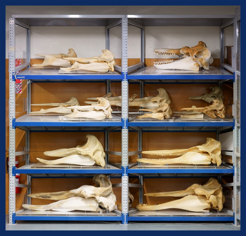 beaked whale skull collection | beaked whale skull collection
Archive of Te Papa Togarewa Museum