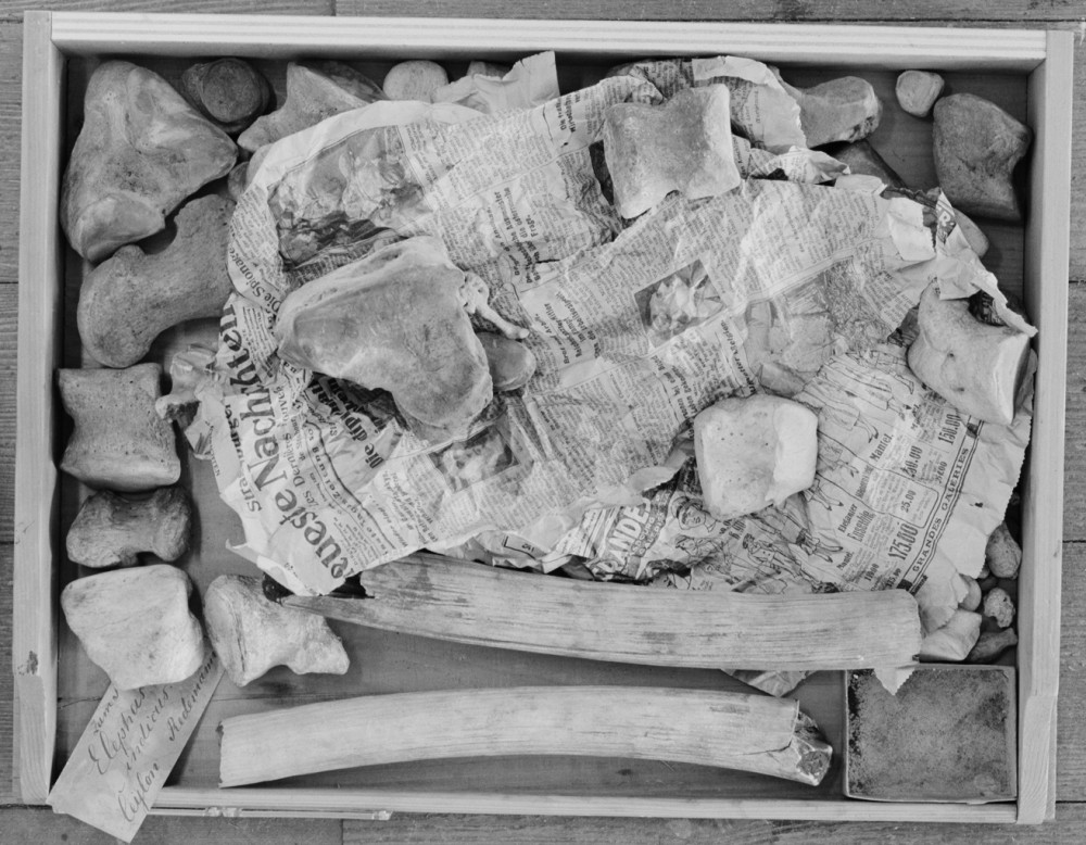 Brot und arbeit | Orion aveugle (détail)
Vincent Chevillon,
Photographie
143,4 x 39,41 cm
Photographie de squelette d'éléphant d'asie,
Musée zoologique de Strasbourg.