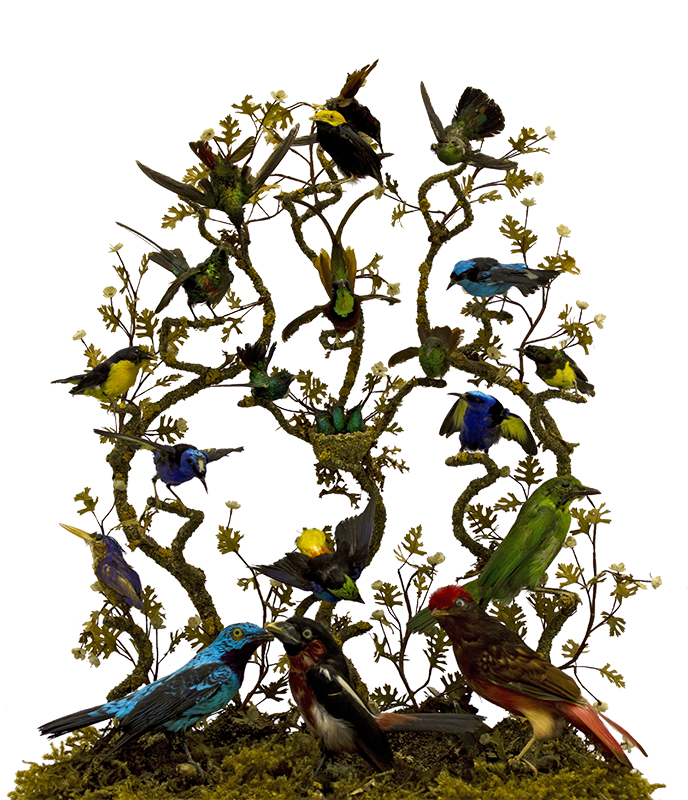 Buisson d'oiseaux exotiques | Oiseaux taxidermisés
Branche d'arbre