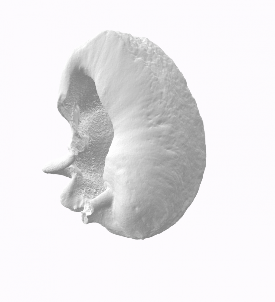 Bulle tympanique de rorqual de Minke | Samba Soussoko
Laetoli production
Scan 3D de bulle tympanique de rorqual
2017