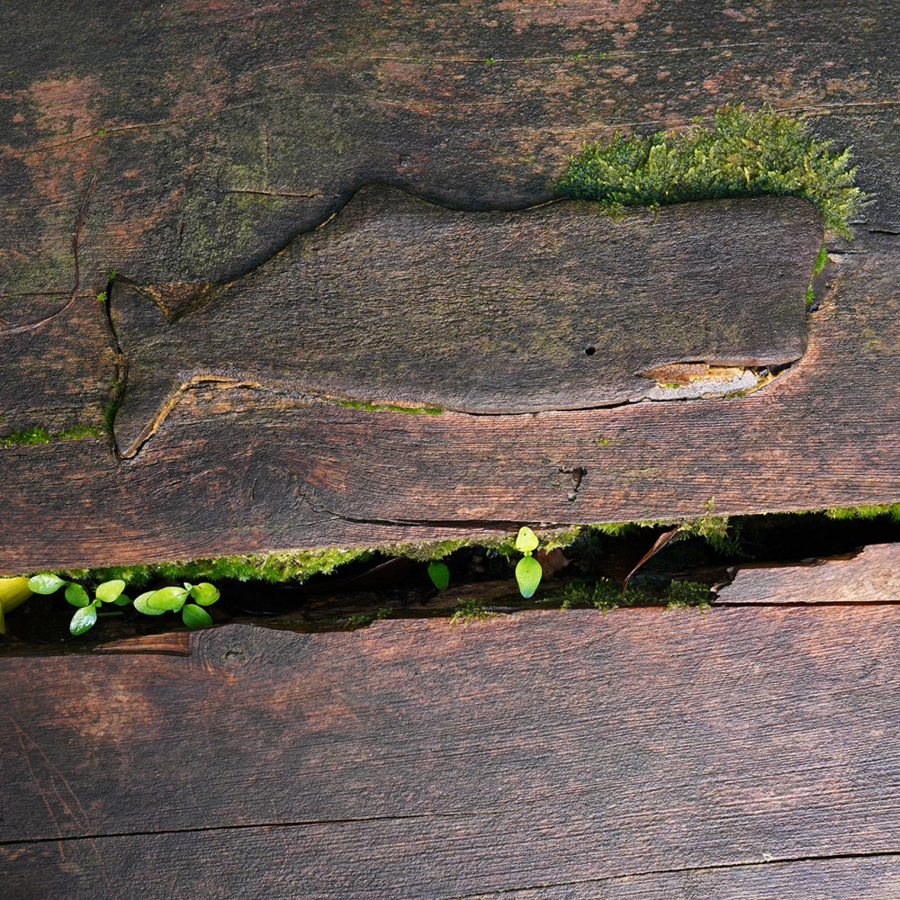 Butler point little sperm whale | Engraved bench
Garden of the Butler point Museum