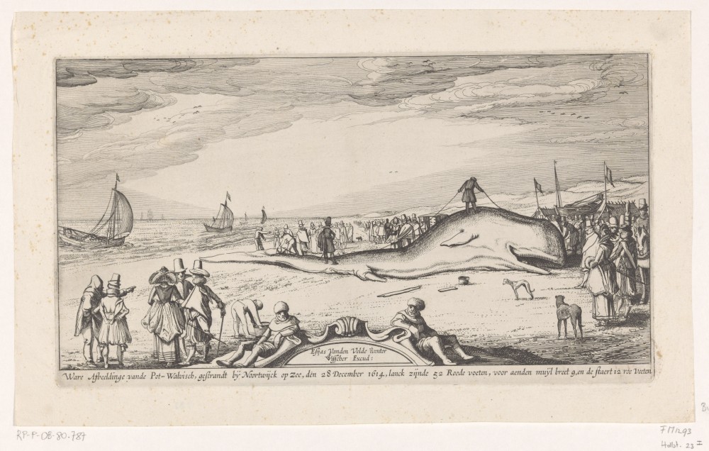 Cachalot échoué 5 | Claes Jansz. Visscher
after  Esaias van de Velde
Etching
Published by: Claes Jansz. Visscher
17 x 30,9 cm
