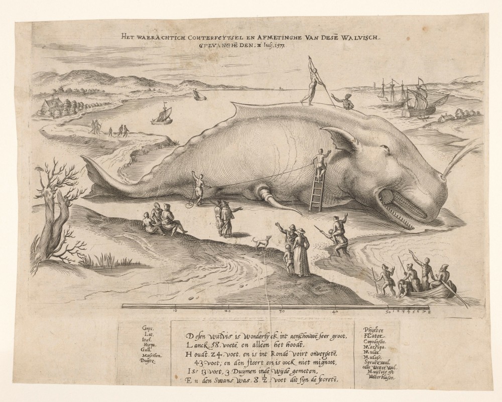 Cachalot échoué proche d'Anvers | Het waerachtich conterfeytsel en afmetinghe van dese walvisch, ghevanghe den 2 Juli 1577
D'après Adrian Coenen