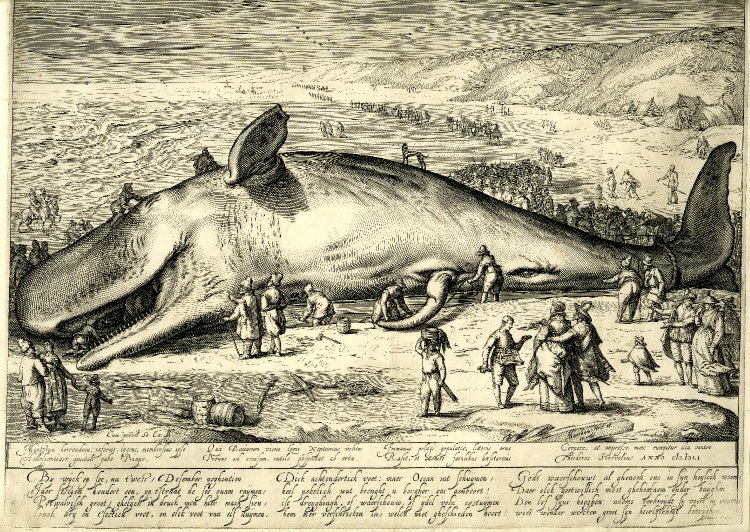 cachalot échoué 1601 | Jacob Matham,
Beached Whale at Wijk aan Zee
Engraving, 31 × 43 cm.
London, British Museum
