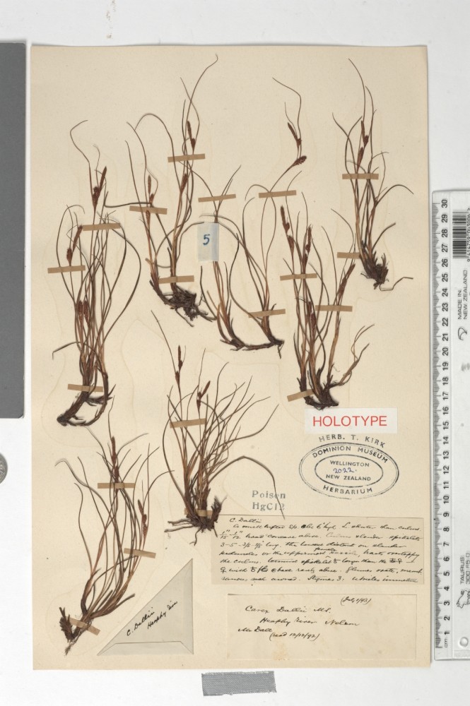 Carex dallii Kirk | Scientific name: Carex dallii Kirk
Type: statusholotype
Phylum: Embryophyta
Class: Angiosperms
Order: Poales
Family: Cyperaceae
Genus: Carex
Collected by: Dr James Dall
Location collected: New Zealand, Heaphy River
Identified by: Thomas Kirk FLS
Registration Number: SP002022/A
Coll. MUSEUM OF NEW ZEALAND
TE PAPA TONGAREWA