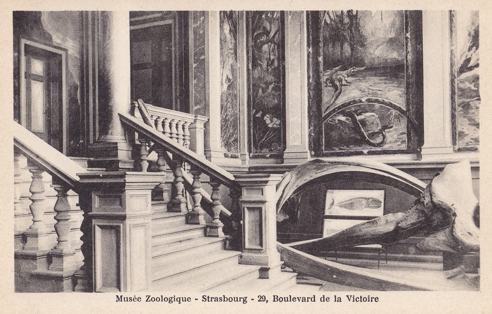 Carte postale du Musée Zoologique | Carte postale,
10 x 15 cm
Papier imprimé