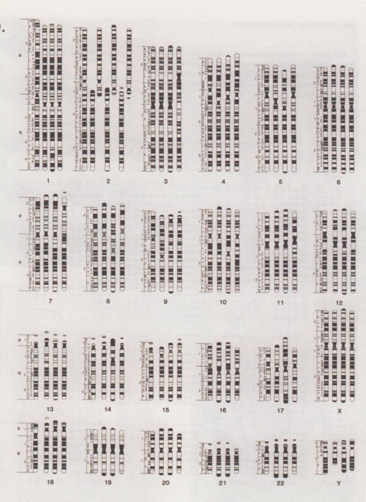Chromosomes | Chromosomes,
Image extraite du catalogue de l'exposition Atlas, How to Carry the World on One's Back?
2010