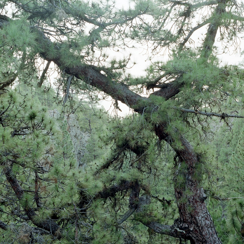 Cimes | Lisières,
Vincent Chevillon