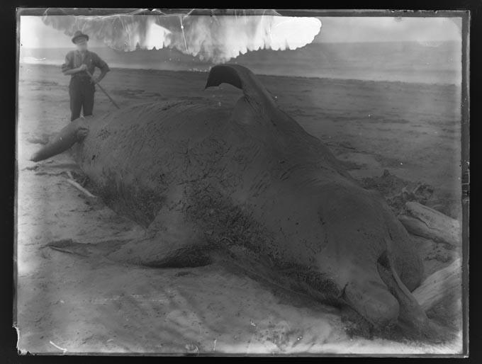 Dall's whale | Glass Monochrome
6 x 8 inches
Coll. Nelson provincial museum
The photographs could be taken on Pakawau beach between 1890-1900
(source: James Dall (1840-1912) and the discovery of Pittosporum dallii, by E.J. Godley.)