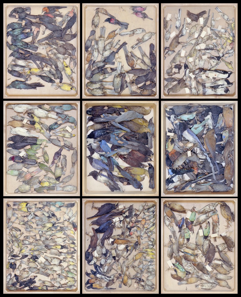 Dead stars 2 | Dead Stars
Vincent Chevillon
Caisson lumineux en 4 parties
113,03 x 138, 84 cm
Ensemble des 4 caissons : 226,06 x 277,68 cm
2021