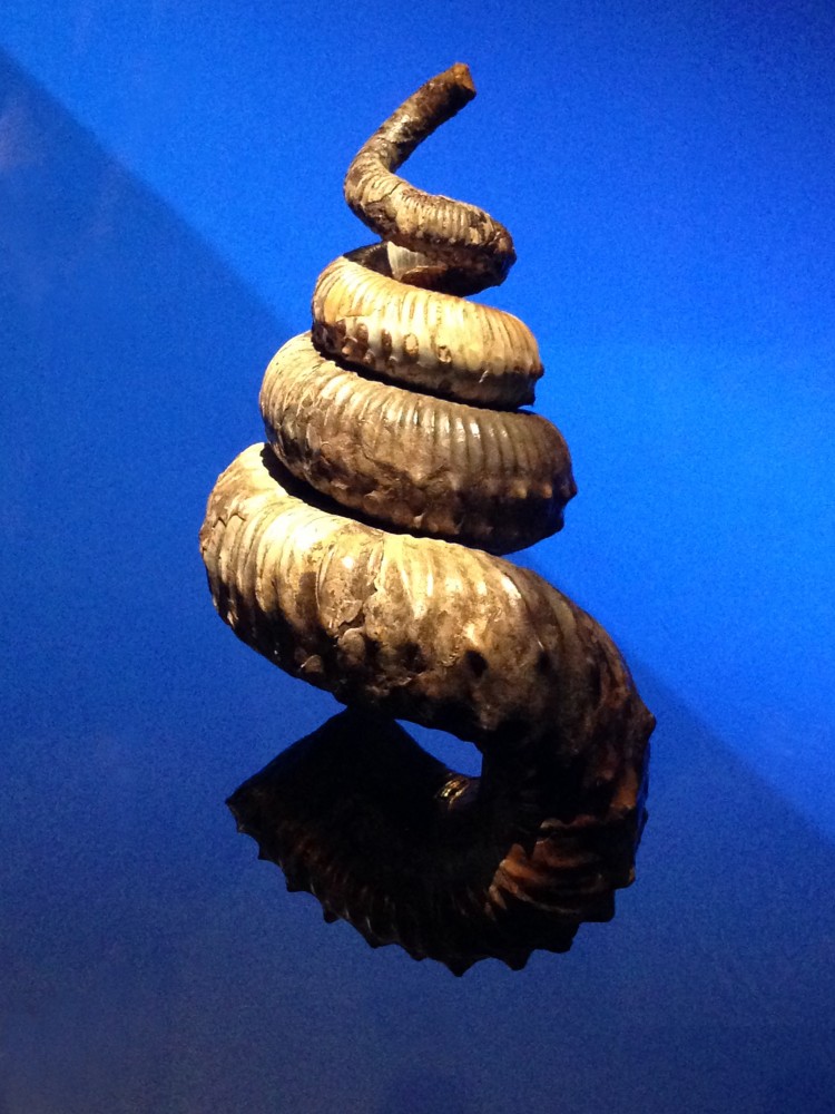 Didymoceras Stevensoni | Didymoceras Stevensoni,
Musée des confluence,
2018