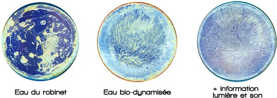 Eau morte VS biodynamisée | 