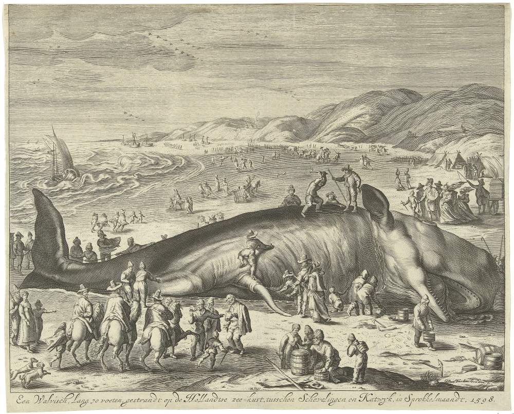 Een Walvisch | William van der Gouwen
Een Walvisch. Lang 70 voeten, gestrandt op de Hollandtse zee-kust, tusschen Scheveningen en Katwijk, in Sprokkelmaandt, 1598