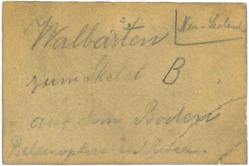 Etiquette | Etiquette associée avec le spécimen MZS Mam1111
Musée zoologique de Strasbourg