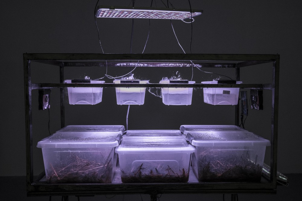 FNGS.gen2_TRICHOLOMA[ALIZEeX.interactive_v0.1.2] | (Co)habiter, Apollonia, Strasbourg, 2022
Photo : Patrick Lambin