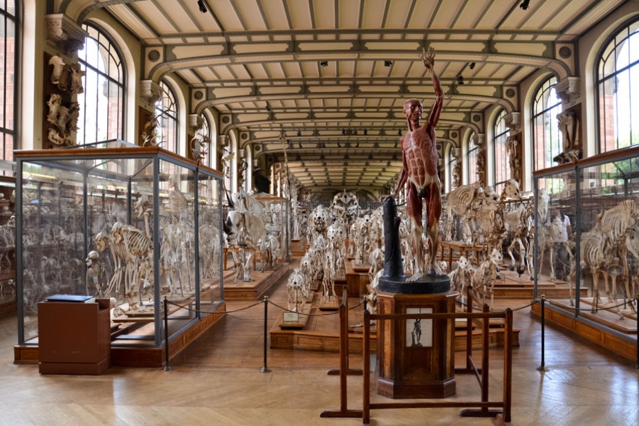 Galerie d'Anatomie Comparée | Origine: Site de La grande Galerie de l'Evolution
Photographe inconnu