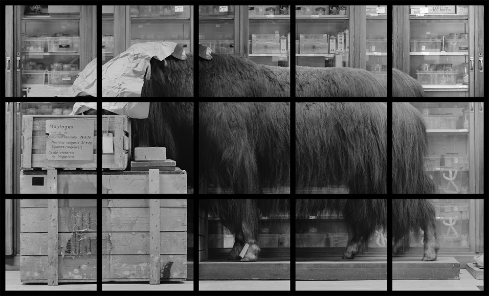 Gardien du verger | Le Gardien du Verger
Vincent Chevillon
Polyptyques (15 photographies)
121 x 266 cm
Cadre en acier