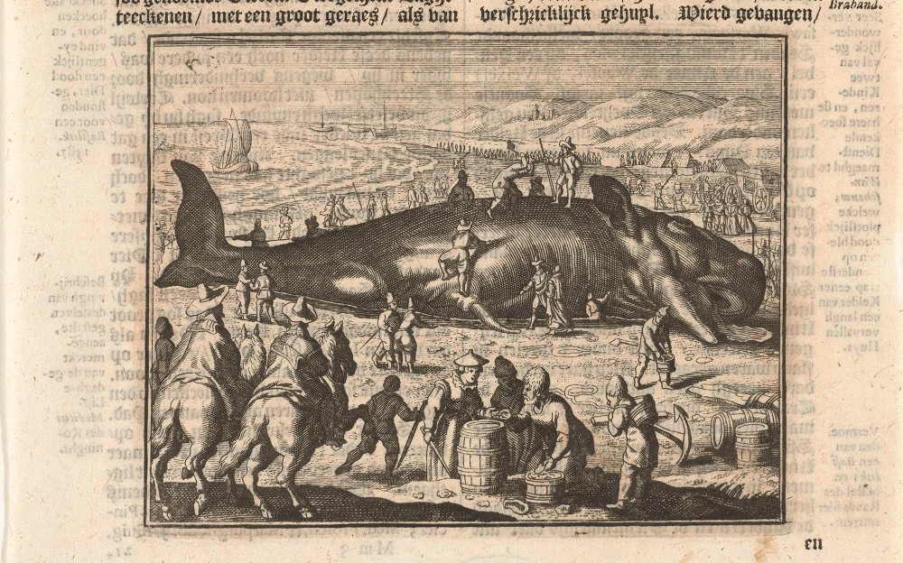 Gestrande walvis bij Berckhey | Anonyme (1600 - 1649)
Gestrande walvis bij Berckhey, 1598
Gravure sur papier