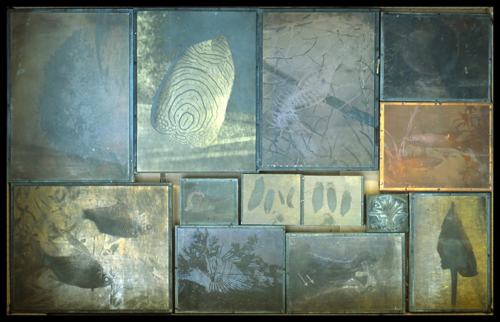 Goldfish | Plaques d'impression magazine aquariophilie
Helio gravure