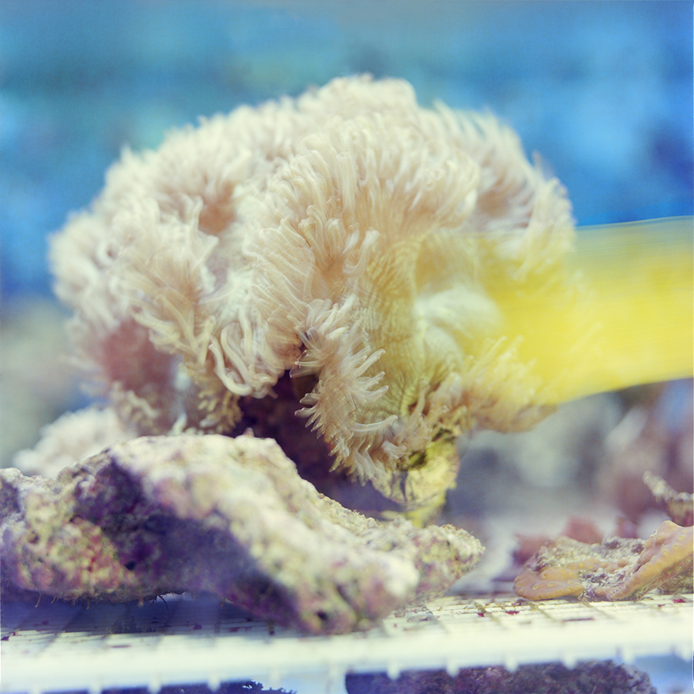 Gorgone | Lisières,
Vincent Chevillon,
Photographie
70 x 70 cm