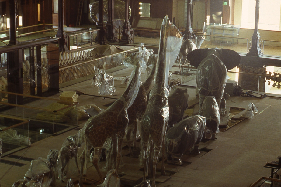 Grande galerie de l'évolution | origine de l'image: Site de la grande galerie de l'évolution
Auteur: inconnu
Date: Avant son ouverture en 1994