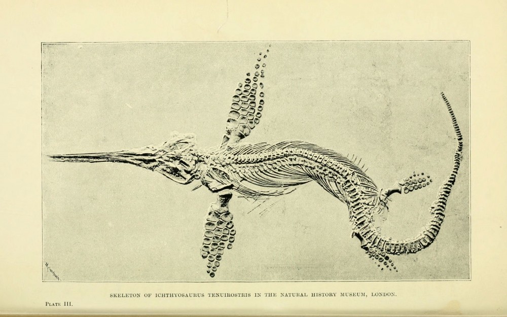 ichtiosaurus | Fossile d'ichtiosaure