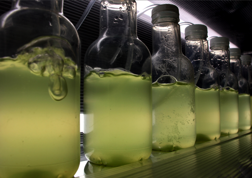 "Il faudra bien manger sur Mars - Serre.n1_Prototype.1.1" (2) | &quot;Il faudra bien manger sur Mars - Serre.n1_Prototype.1.1&quot;, photobioréacteur, polycarbonate, néons, Chlorella Vulgaris, Alexis Puget, 2021 (détail)