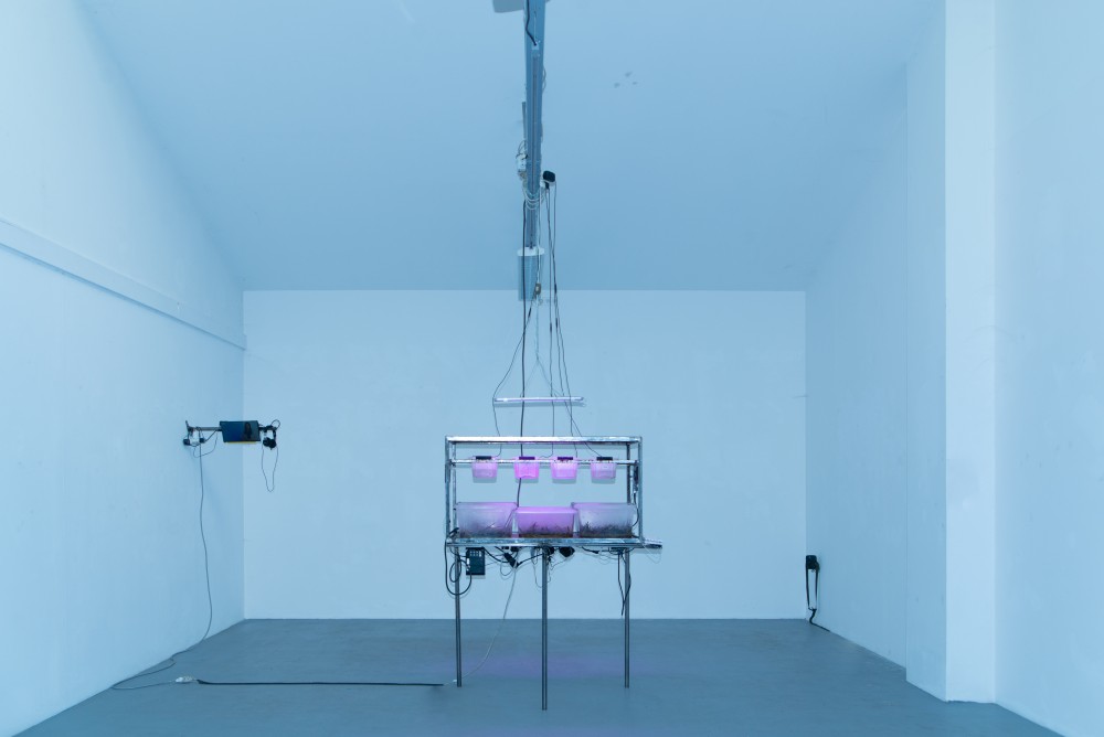 [ALIZEeX.vid]//FNGS.gen2_TRICHOLOMA[ALIZEeX.interactive_v0.1.2]//INFRARED.00.x.[INFRD.cam] | (Co)Habiter, Apollonia, Strasbourg, 2022, commissariat Elisa Ostertag et Léna Urbany
Ce display est la version augmentée de FNGS.gen1_TRICHOLOMA[ALIZEE.interactive_v0.1] avec la vidéo ALIZEeX.vid, la vidéo INFRARED.00 et une caméra de chasse.