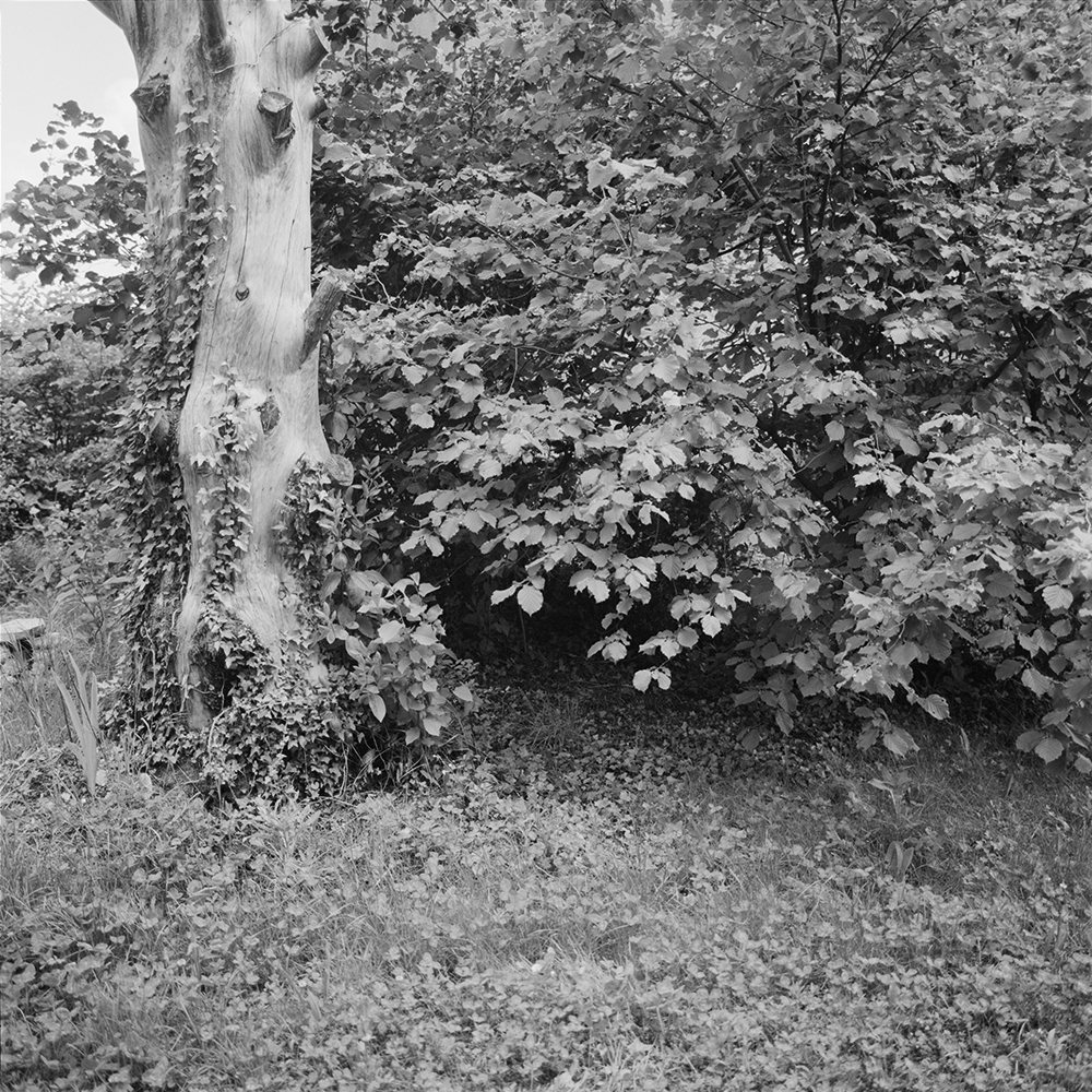 Jardin | Lisières,
Vincent Chevillon,
Photographie
56,5 x 56,5 cm