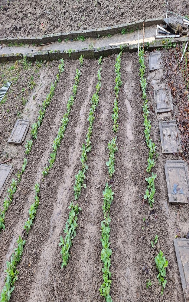 Jardins familiaux, plantation 01 | Visites de jardins familiaux, Jeudi 12 février 2026