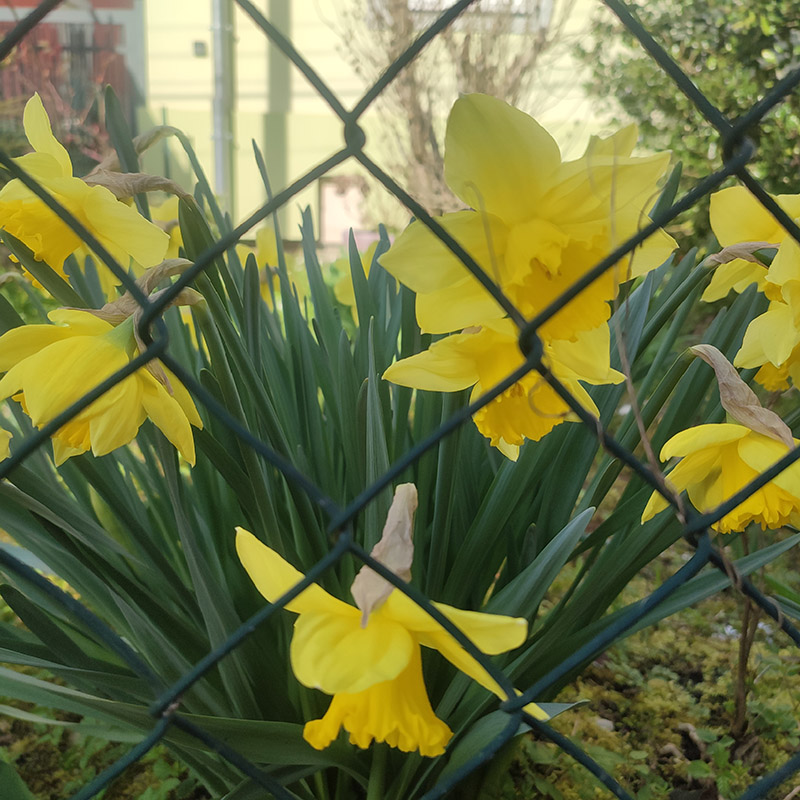 Jonquilles sur le chemin de l'Anguille | 