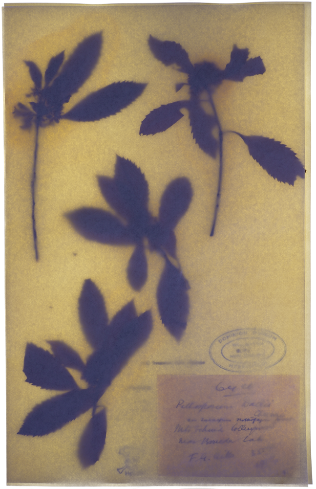 Pittosporum dallii Cheeseman | Common name: Kahurangi pittosporum
Autorithy: Pittosporum dallii Cheeseman
Collected by Frederick Giles Gibbs (After the Dall's death)
Coll. Te Papa Tongarewa