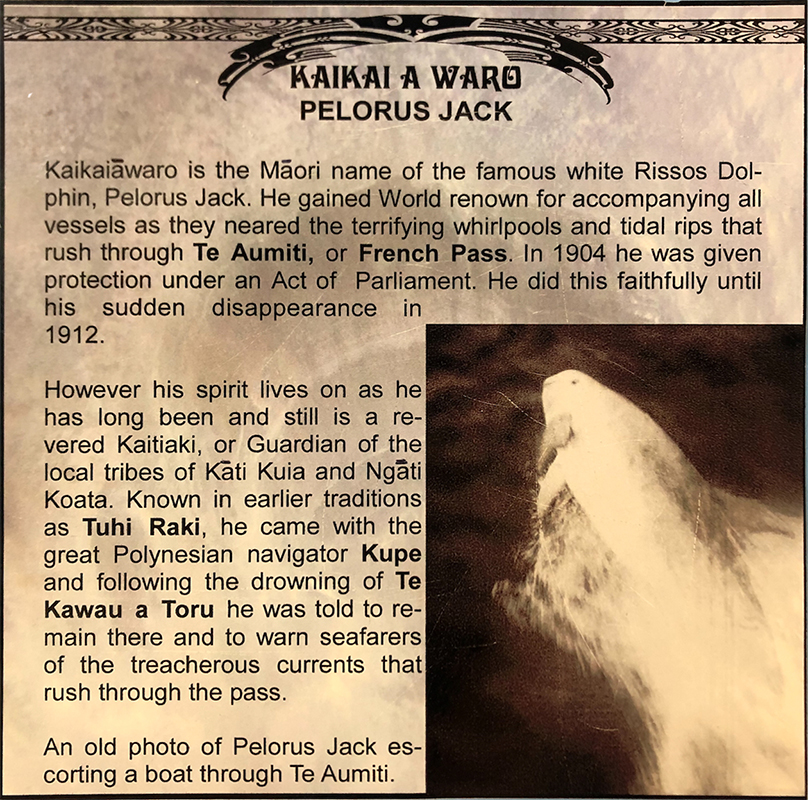Kaikaiãwaro | Picton heritage and whaling museum cartel about Kaikaiãwaro (Pelorus jack)
