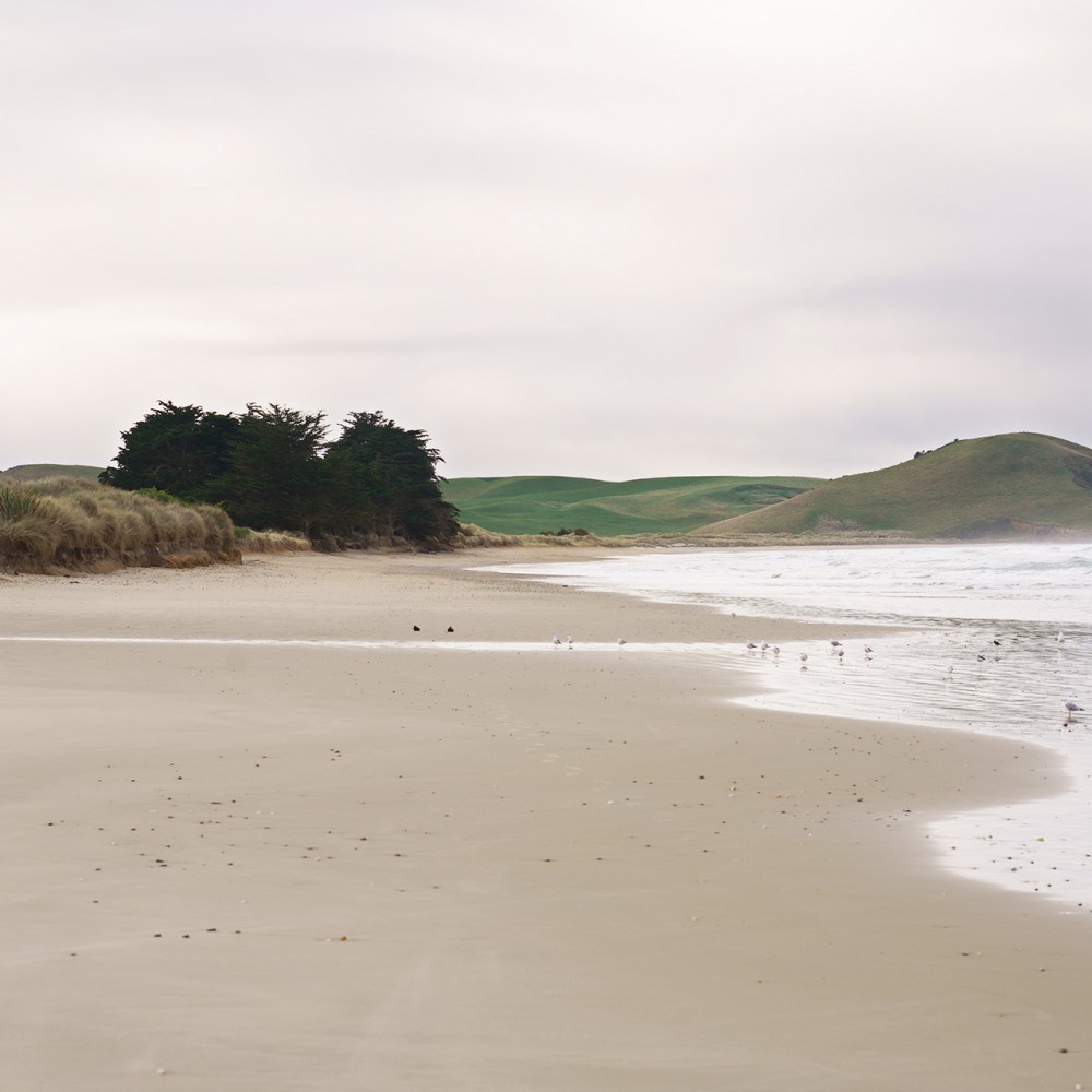 Katiki beach | 08.03.2008 - 05.06.2023
Katiki Beach, Moeraki
Long: -45,404 / Lat: 170,8358
Mesoplodon bowdoini
Male
360 cm
Beach cast
7.30am Sat morning - dead with blood coming
out of mouth when turned over. Some unusual
scrapes on lower jaw (right hand side) and
extending from the top of the gape towards
the flipper on the left hand side (photos).
Scrape marks on left side of belly.
