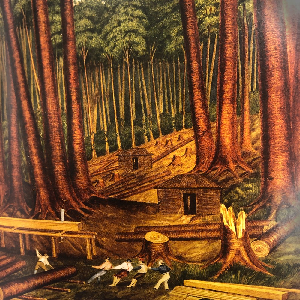 Kauri forest | Charles Heaphy
Watercolor