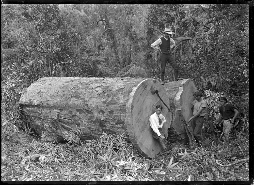 Kauri logs, near Piha | Kauri logs, near Piha.
PH. Albert Percy Godber
Dry plate glass negative
6.5 x 4.75 inches