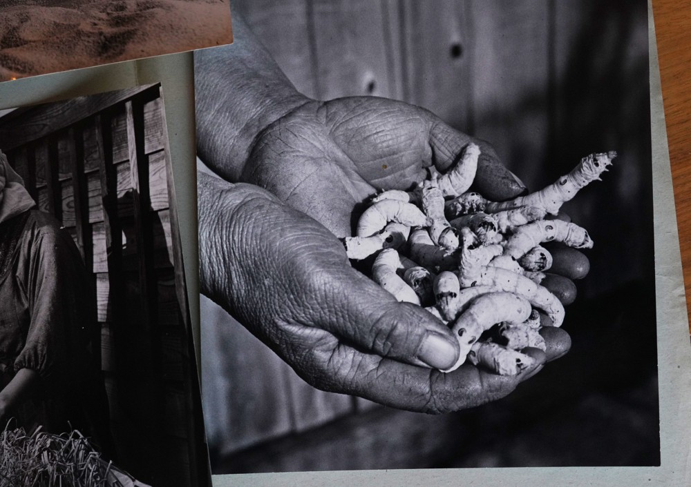 Larves de vers à soie | 