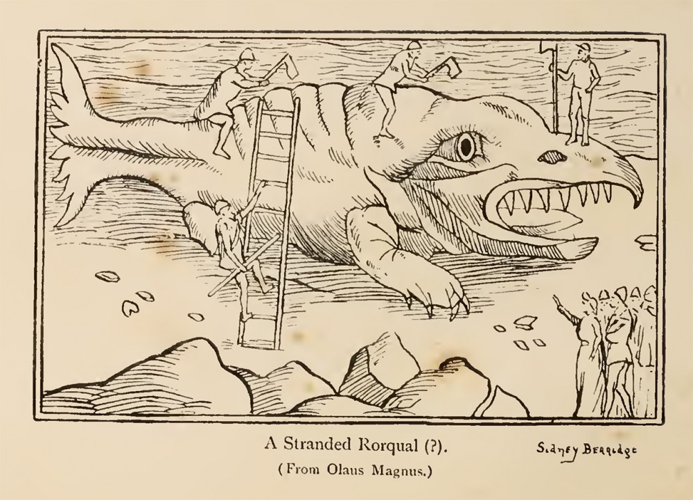 laus Magnus whale | Olaus Magnus
Illustration
Extrait de l'Historia de Gentibus Septentrionalibus