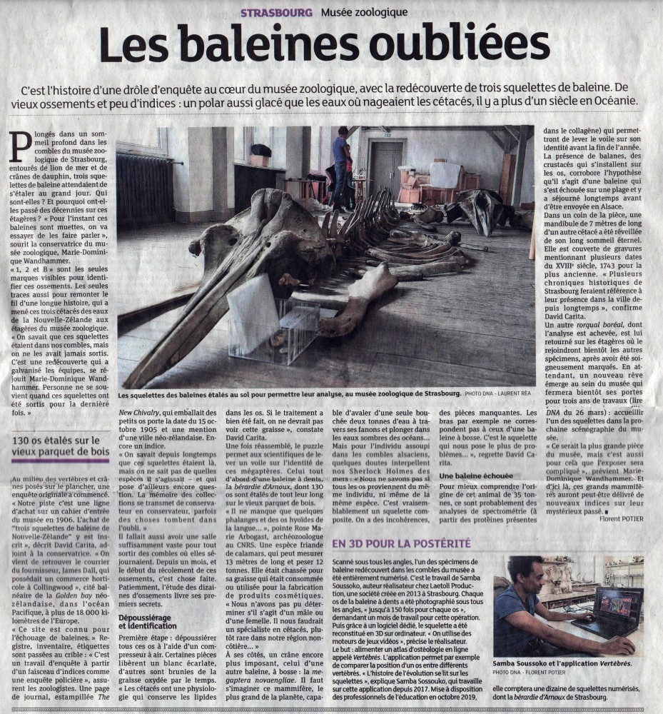 Les baleines oubliées | DNA (Dernière Nouvelle d'Alsace)
Journal
31 mars 2019
