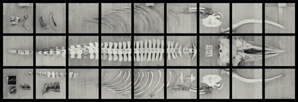 Leviathan | Reconstitution d'un squelette de Rorqual de Minke
Coll. Musée de zoologie de Strasbourg
