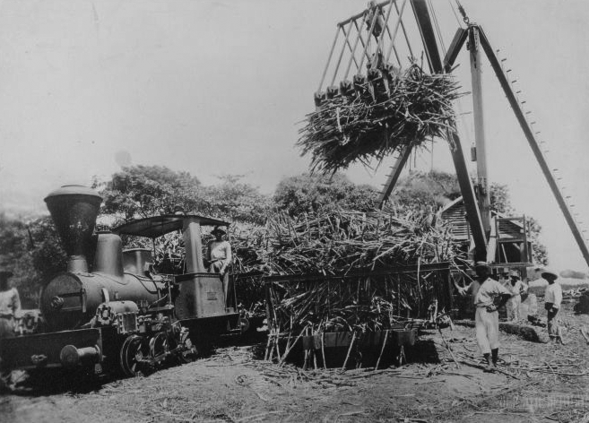 Locomotive | Héloïse Hersilie, Récolte de la canne à sucre et transport à l'usine par train, 1936